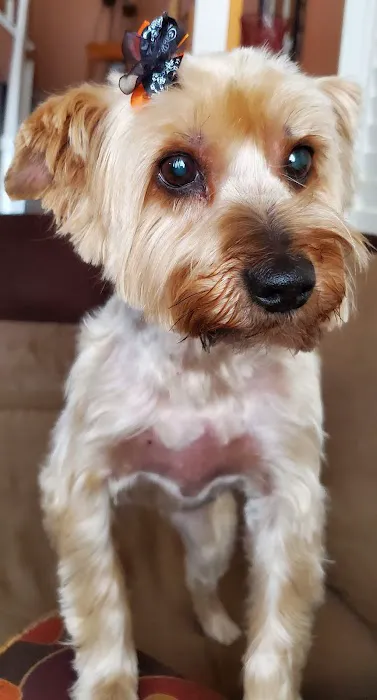 Alta Loma Animal Hospital Picture 5