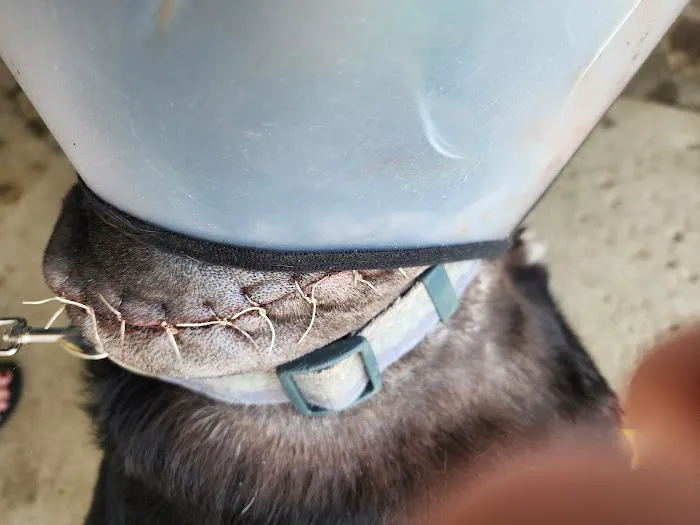 Alta Loma Animal Hospital Picture 7