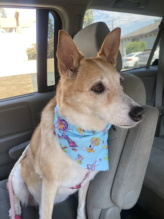 Alta Loma Animal Hospital Picture 10
