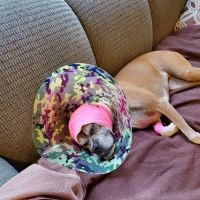 Baseline Animal Hospital, Boarding, & Grooming ico