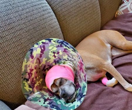 Baseline Animal Hospital, Boarding, & Grooming