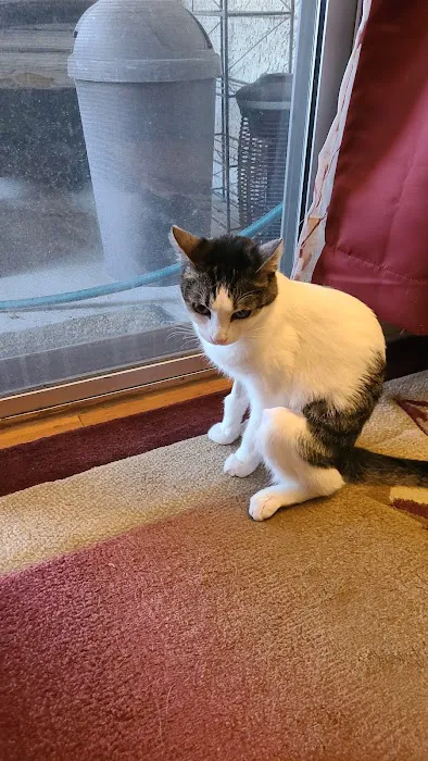 Ontario Spay and Neuter Picture 2