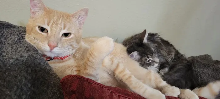 Ontario Spay and Neuter Picture 9