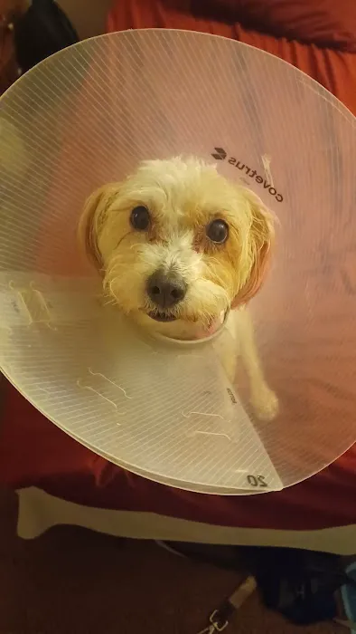 Ontario Spay and Neuter Picture 8