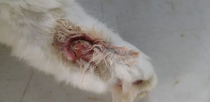 Brakebill Veterinary Hospital: Schwind Jennifer DVM Picture 1