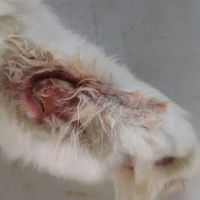 Brakebill Veterinary Hospital: Schwind Jennifer DVM ico