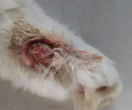 Brakebill Veterinary Hospital: Schwind Jennifer DVM