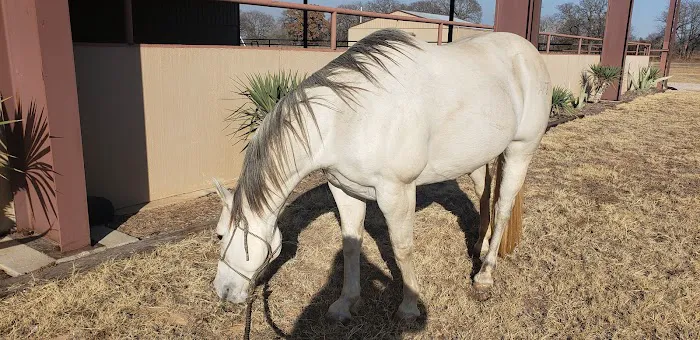 Performance Equine Associates Picture 6