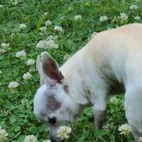 Robinson Drive Animal Hospital ico