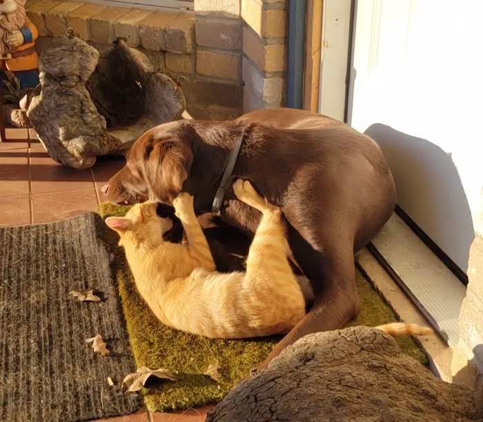 Robinson Drive Animal Hospital Picture 7