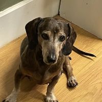 Animal Health & Medical Center ico