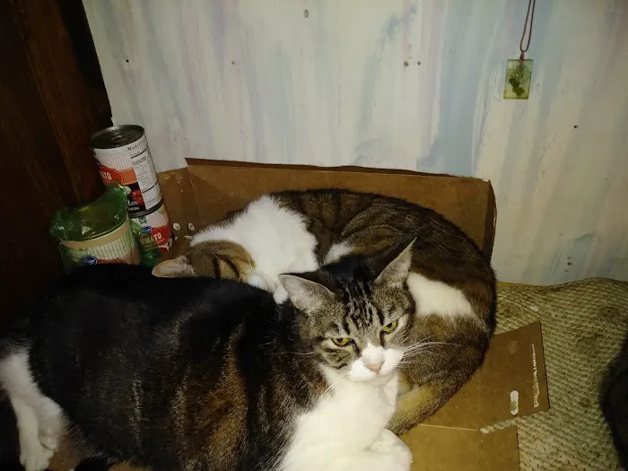 Animal Health & Medical Center Picture 7