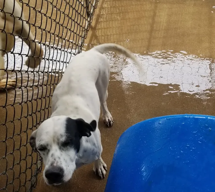 Animal Health & Medical Center Picture 6