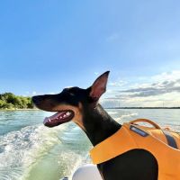 Ark Veterinary Hospital ico