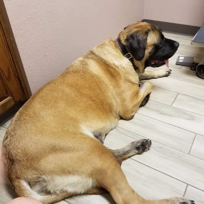 Ark Veterinary Hospital Picture 4