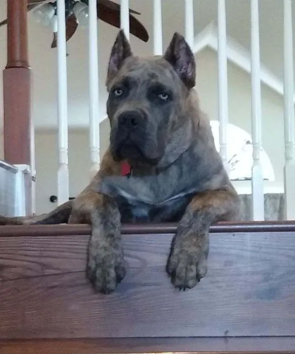 Ark Veterinary Hospital Picture 7