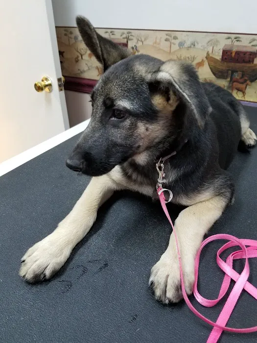 Ark Veterinary Hospital Picture 8