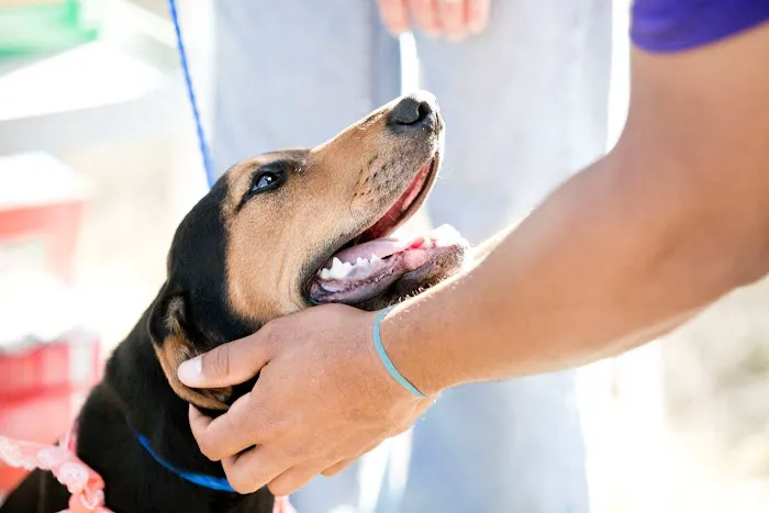 Cornerstone Animal Hospital Picture 4