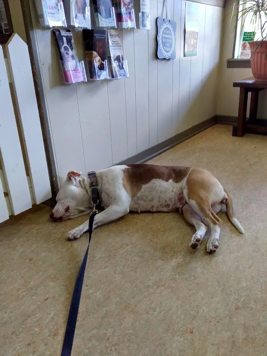 Cornerstone Animal Hospital Picture 3