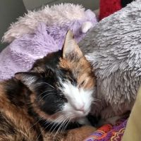 River North Small Animal Hospital ico