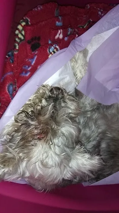 River North Small Animal Hospital Picture 10