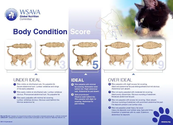 Brink Veterinary Service Picture 4