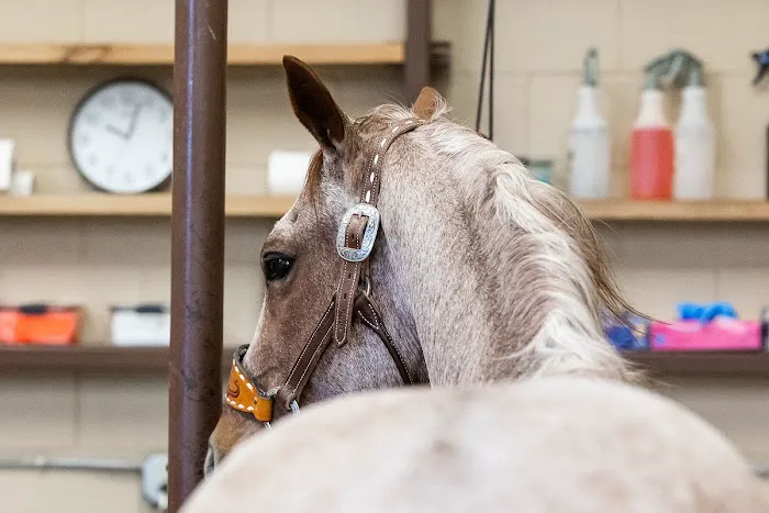 Signature Equine Hospital Picture 5