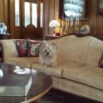 Bonham Veterinary Clinic