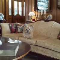 Bonham Veterinary Clinic ico