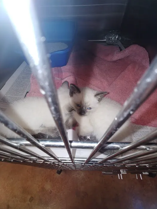 Bonham Veterinary Clinic Picture 7
