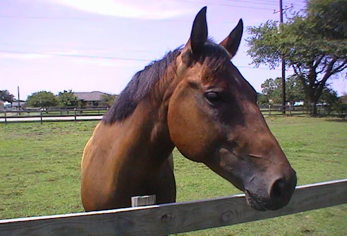 Hayes Equine Vet Services Picture 9