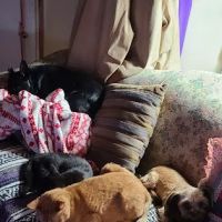 Cypress Springs Animal Clinic ico