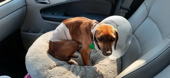 Tyler Animal Emergency Hospital Picture 2