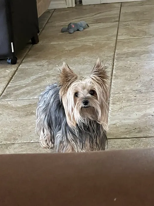 Tyler Animal Emergency Hospital Picture 1