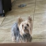 Tyler Animal Emergency Hospital