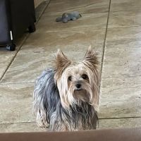 Tyler Animal Emergency Hospital ico