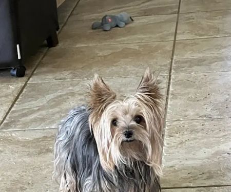 Tyler Animal Emergency Hospital
