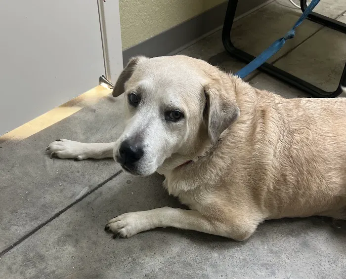 Tyler Animal Emergency Hospital Picture 4