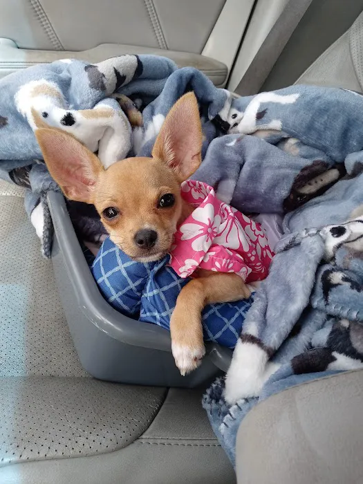 Tyler Animal Emergency Hospital Picture 7