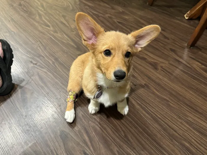Tyler Animal Emergency Hospital Picture 6