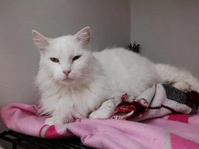 Tyler Animal Emergency Hospital Picture 8