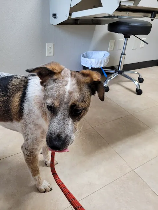 South Tyler Animal Clinic Picture 2