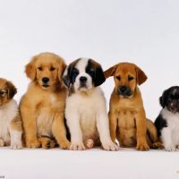 Shelley Drive Animal Clinic ico