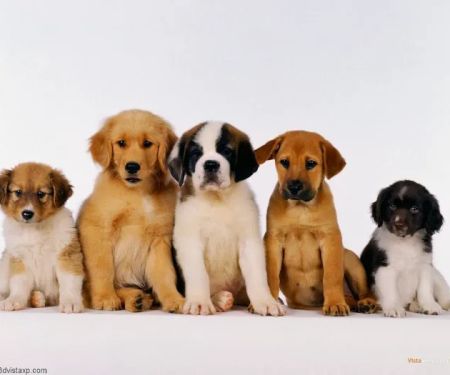 Shelley Drive Animal Clinic