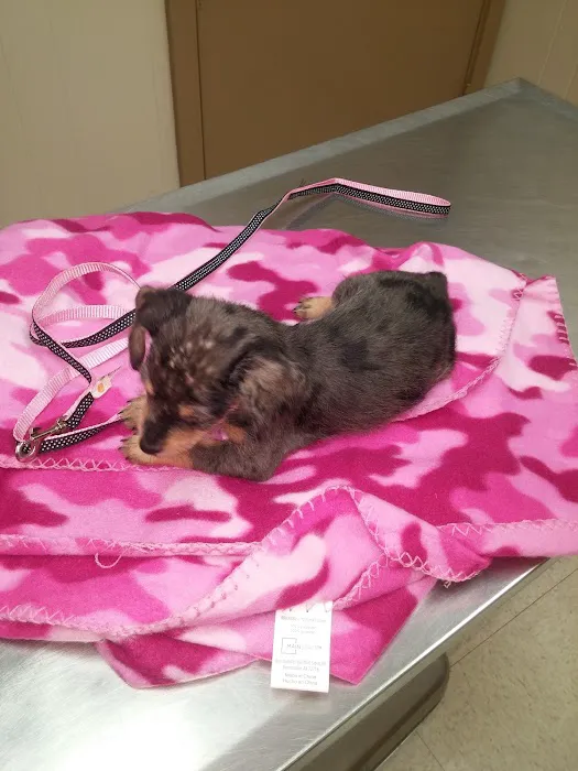 Shelley Drive Animal Clinic Picture 6