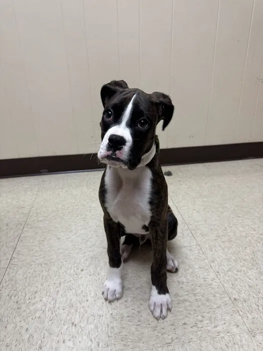 Shelley Drive Animal Clinic Picture 8