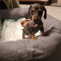 Tyler Veterinary Center ico