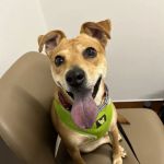 Rose City Animal Clinic