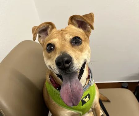 Rose City Animal Clinic
