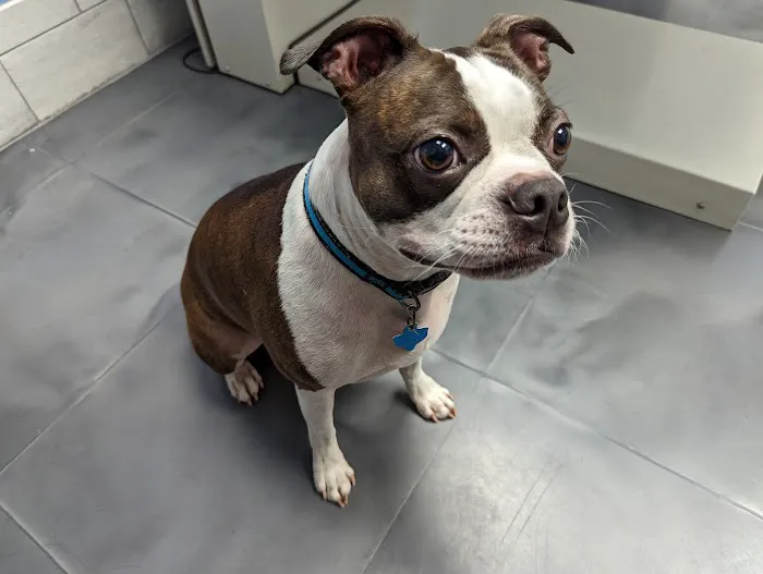 Gresham Veterinary Hospital Picture 2